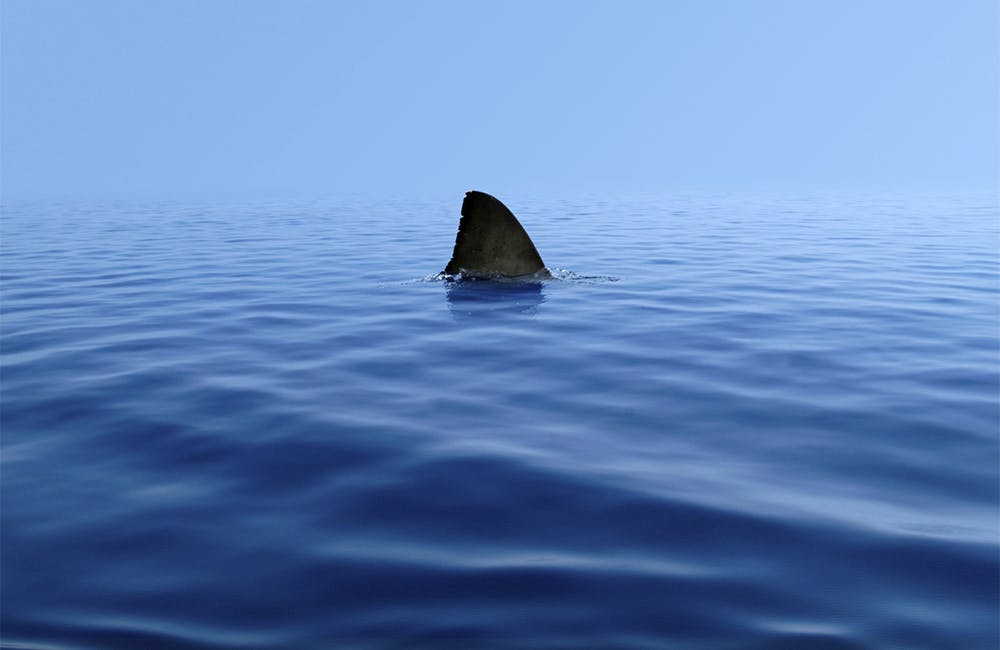 shark fin popping out from blue water