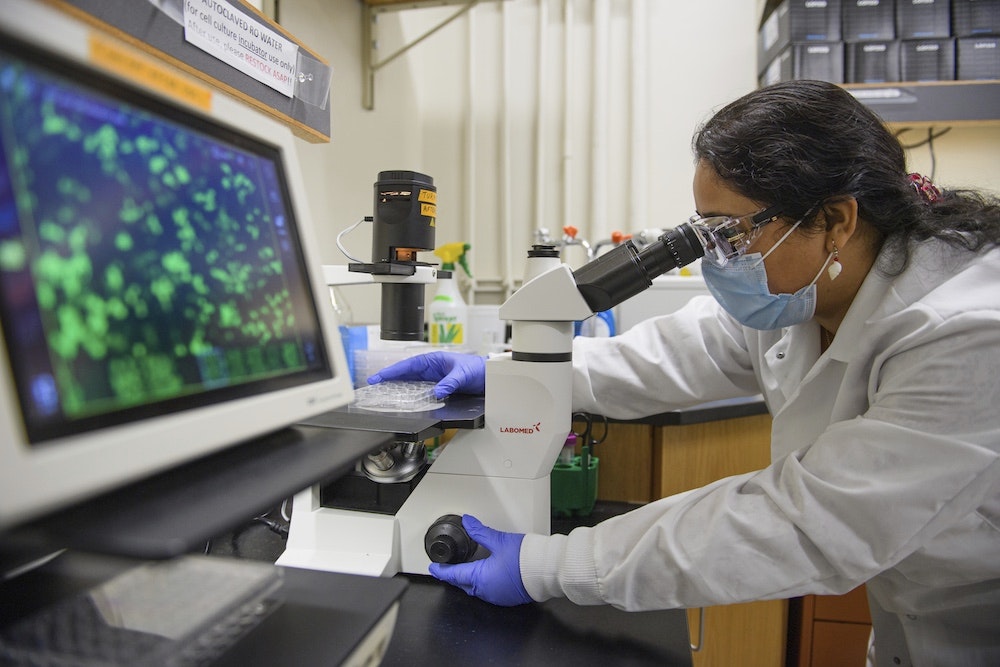A researcher looks through a microscope.